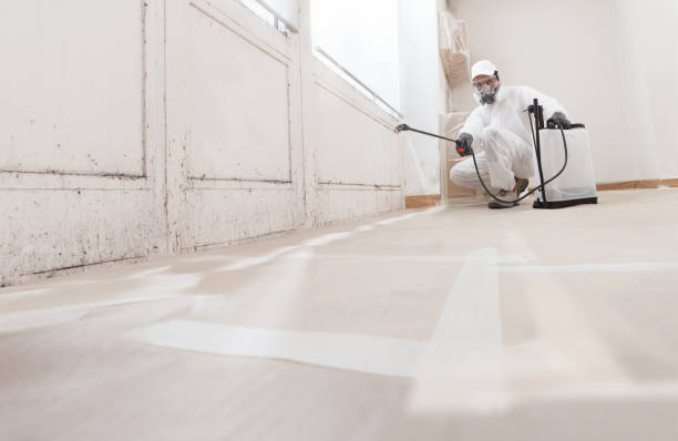 Black mold remediation team in Succasunna