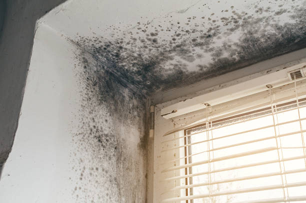Mold Removal service in Succasunna
